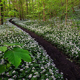 Spring bloomers